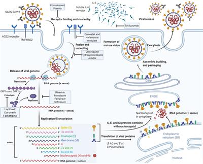 COVID-19 Therapeutic Options Under Investigation